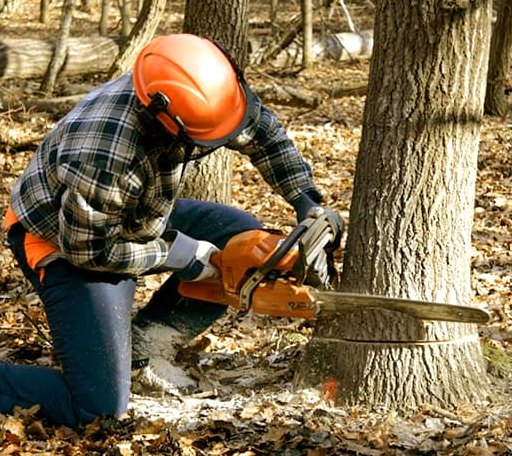 Tree Removal in Von Ormy, TX